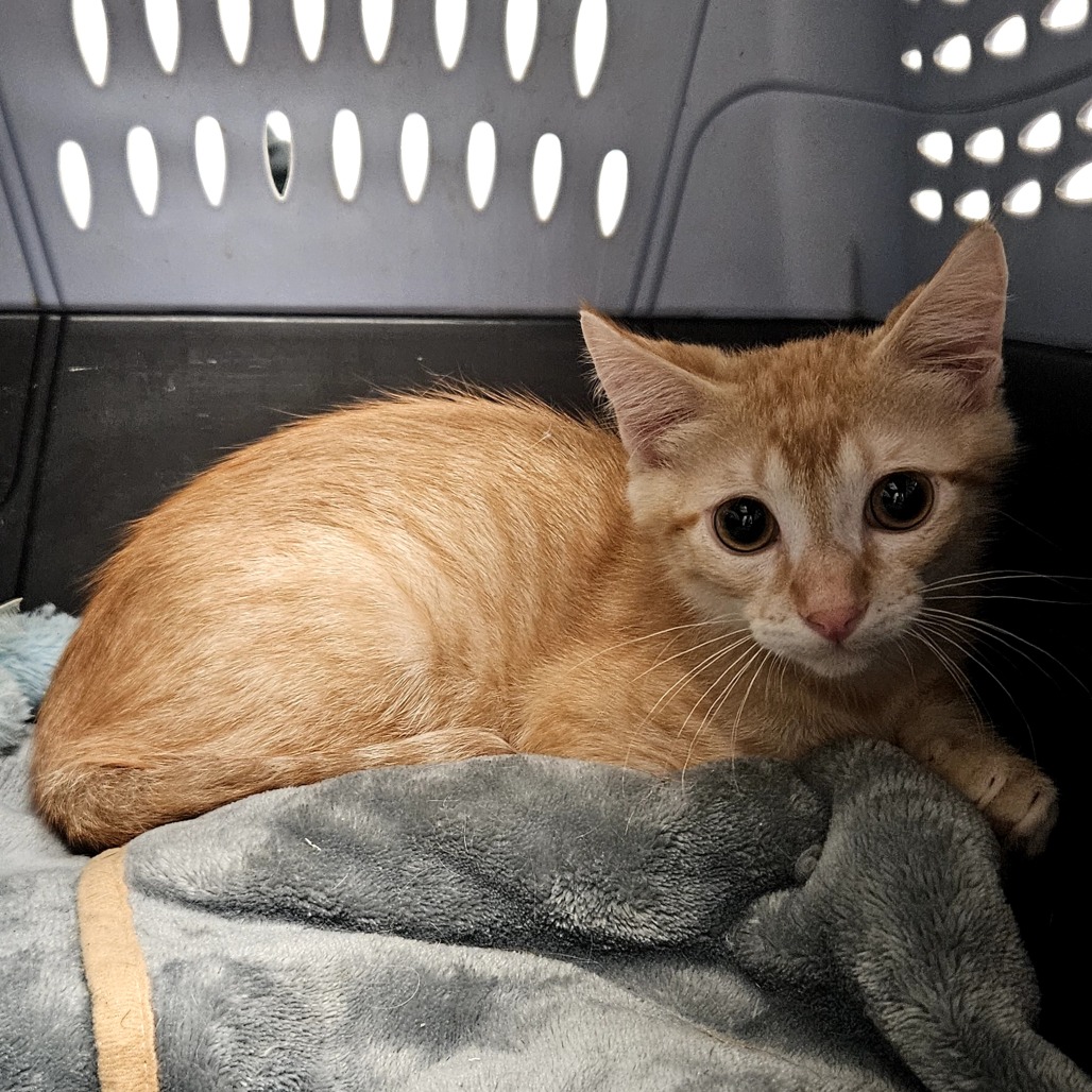 Teddyroo, available for adoption at PVAS