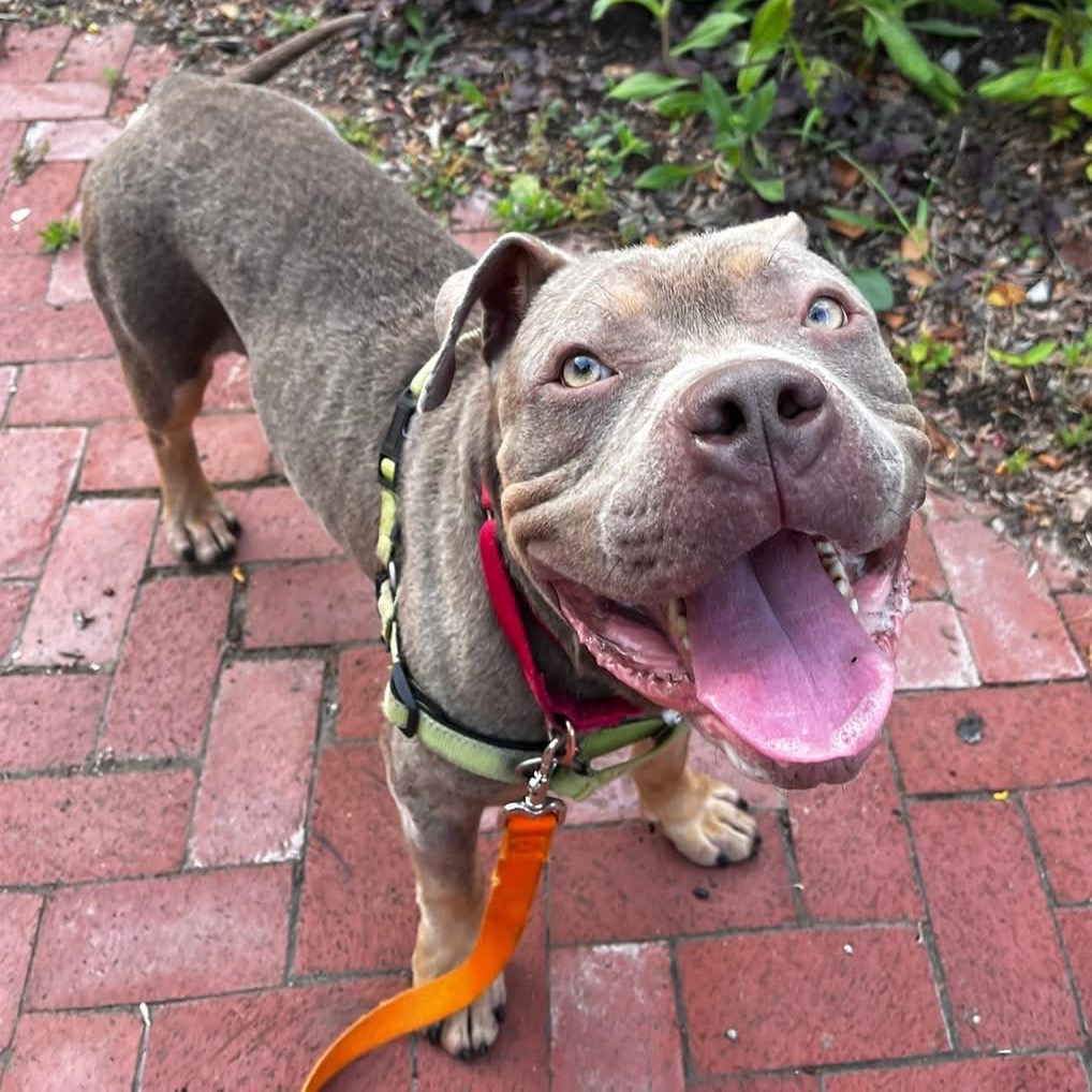 Photo of Meatball 10