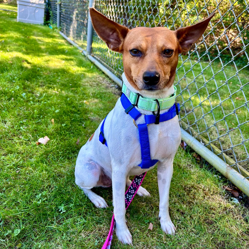 Ringo