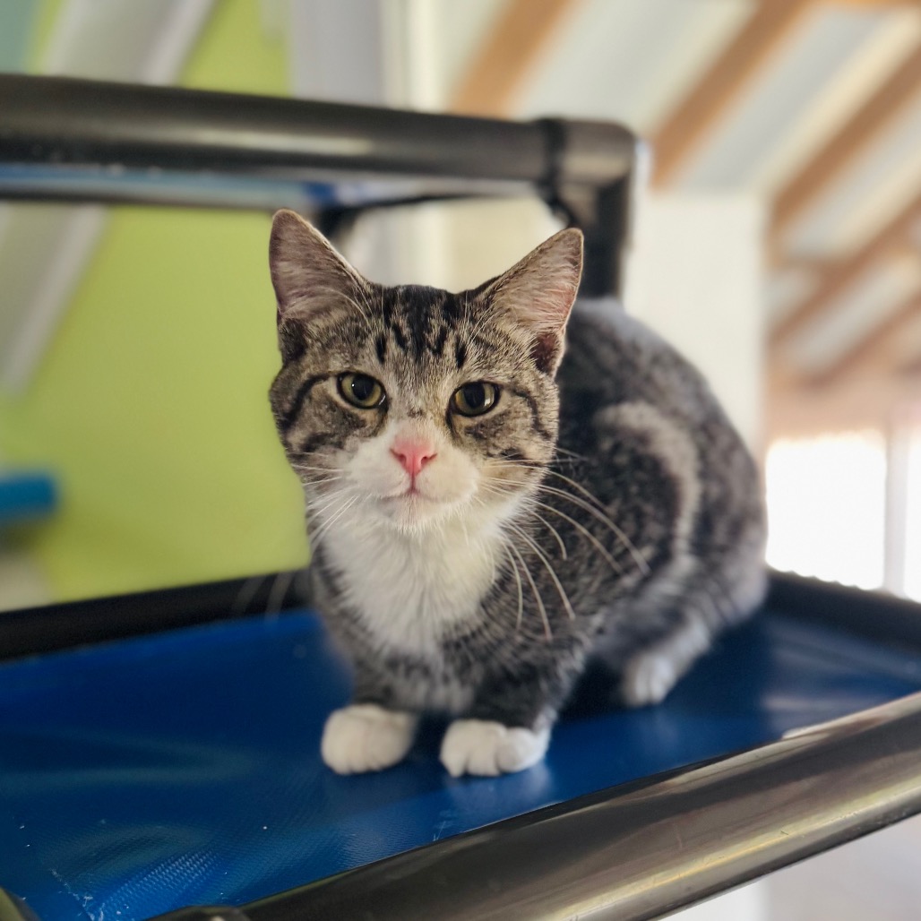 Dribble — thumbnail 2