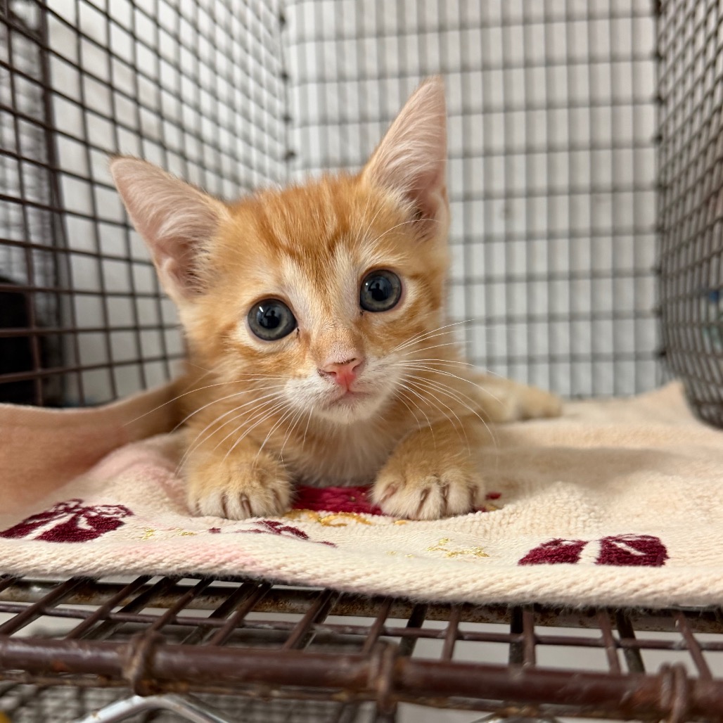 TWINKLE TOES - Domestic Shorthair available for adoption