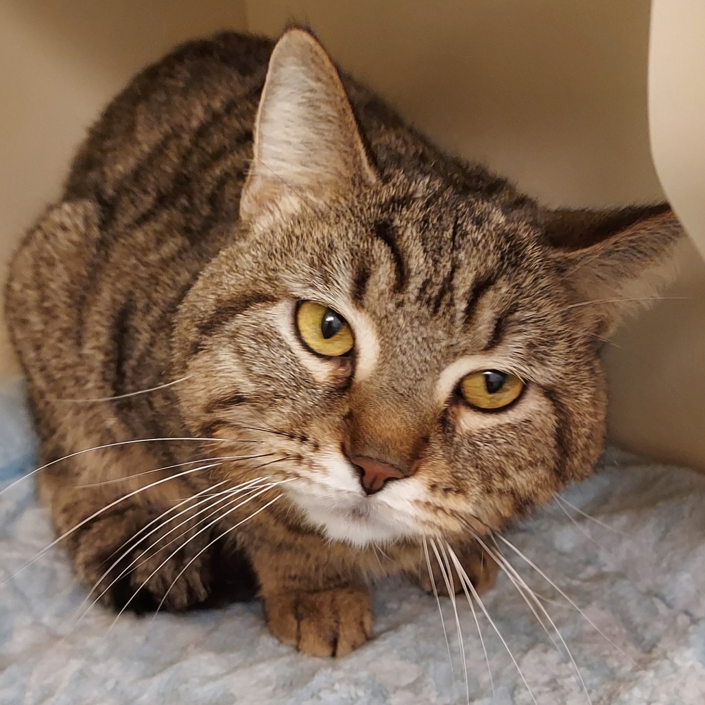 ENZO - Domestic Shorthair available for adoption