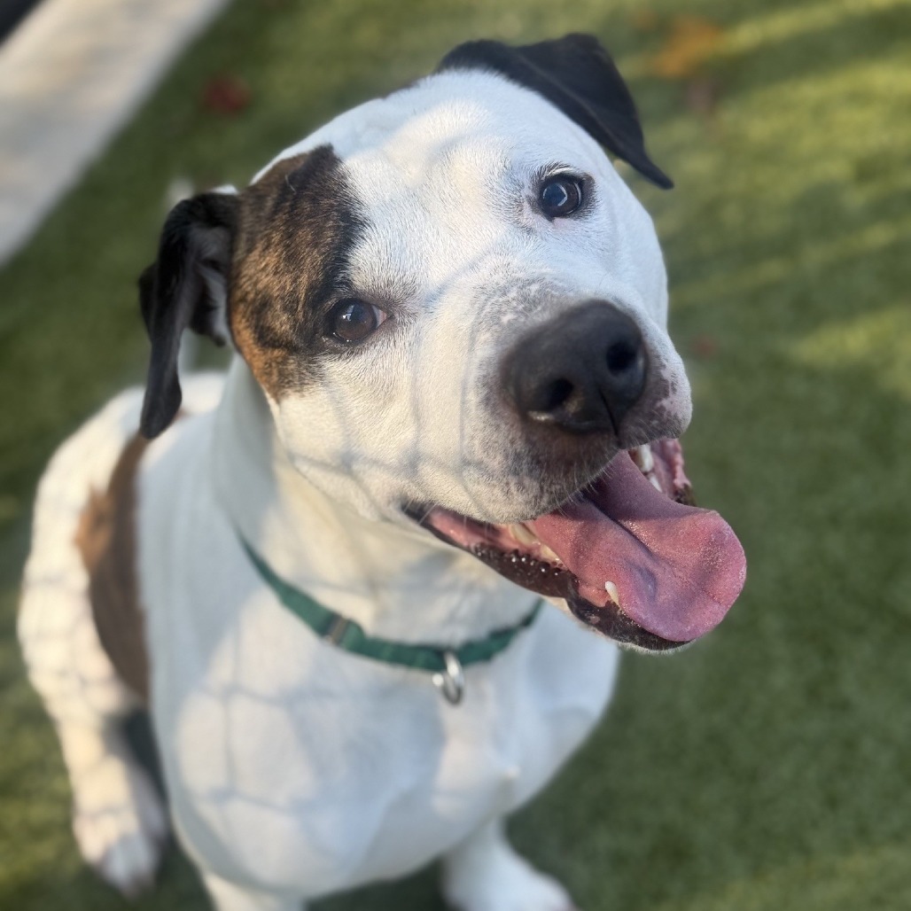 Pleasant Pup, photo 16