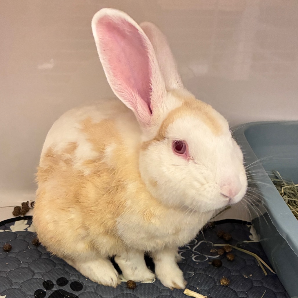 HARVEY NOMAD - American available for adoption