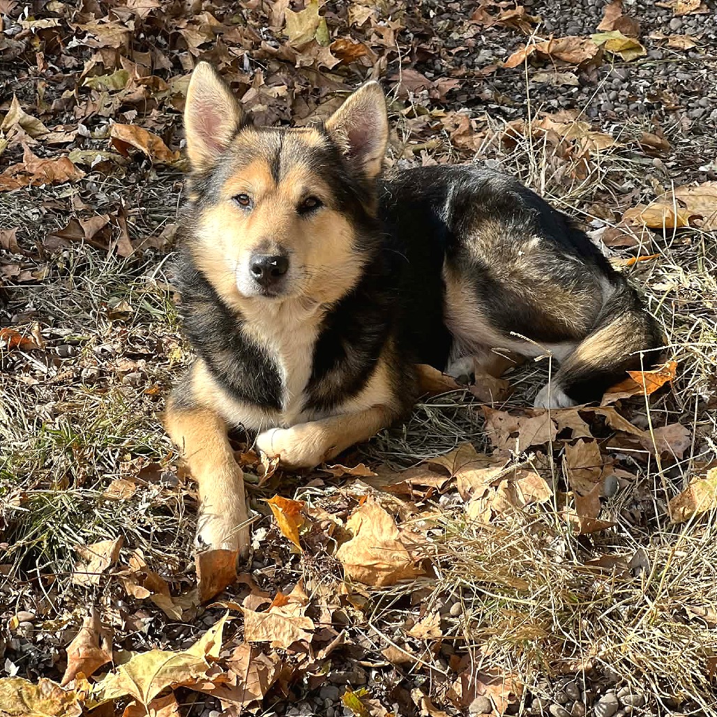 Jasper — thumbnail 9