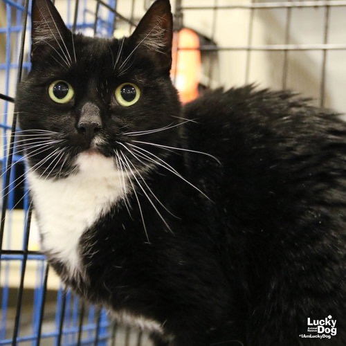 LIBBY - Domestic Shorthair available for adoption