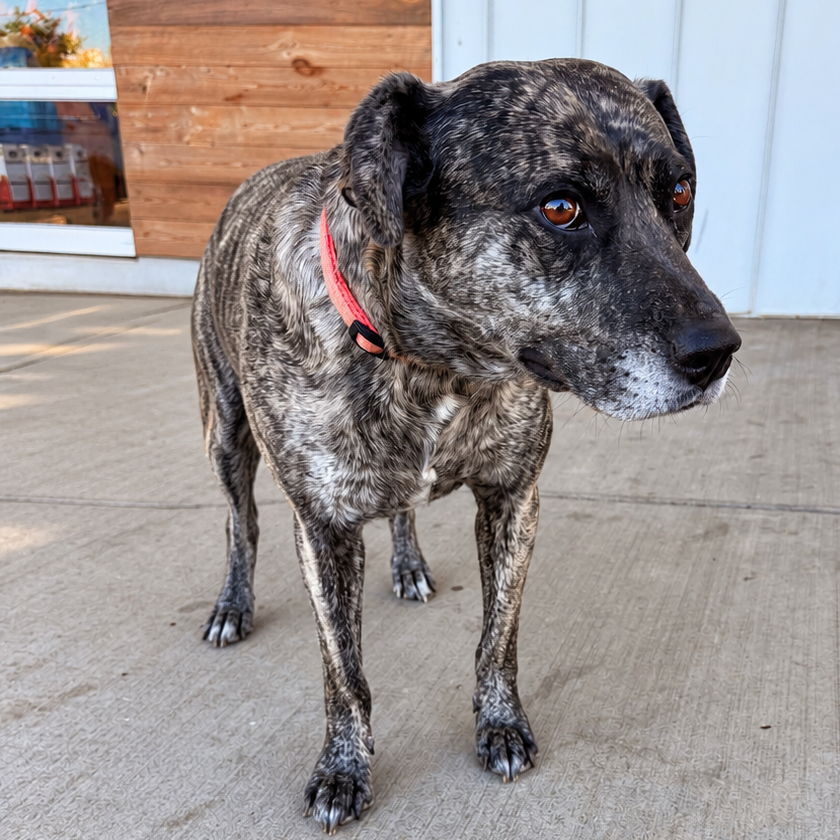 Daisy Duke (Formerly Phoebe), photo 9