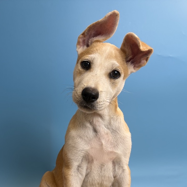 TAQUITO - Unknown for adoption in San Antonio