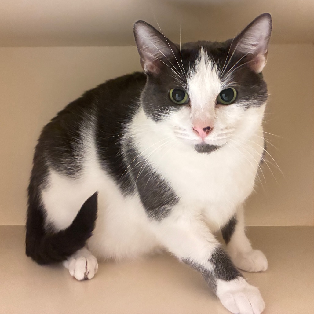 CHARLIE BROWN - Domestic Shorthair available for adoption