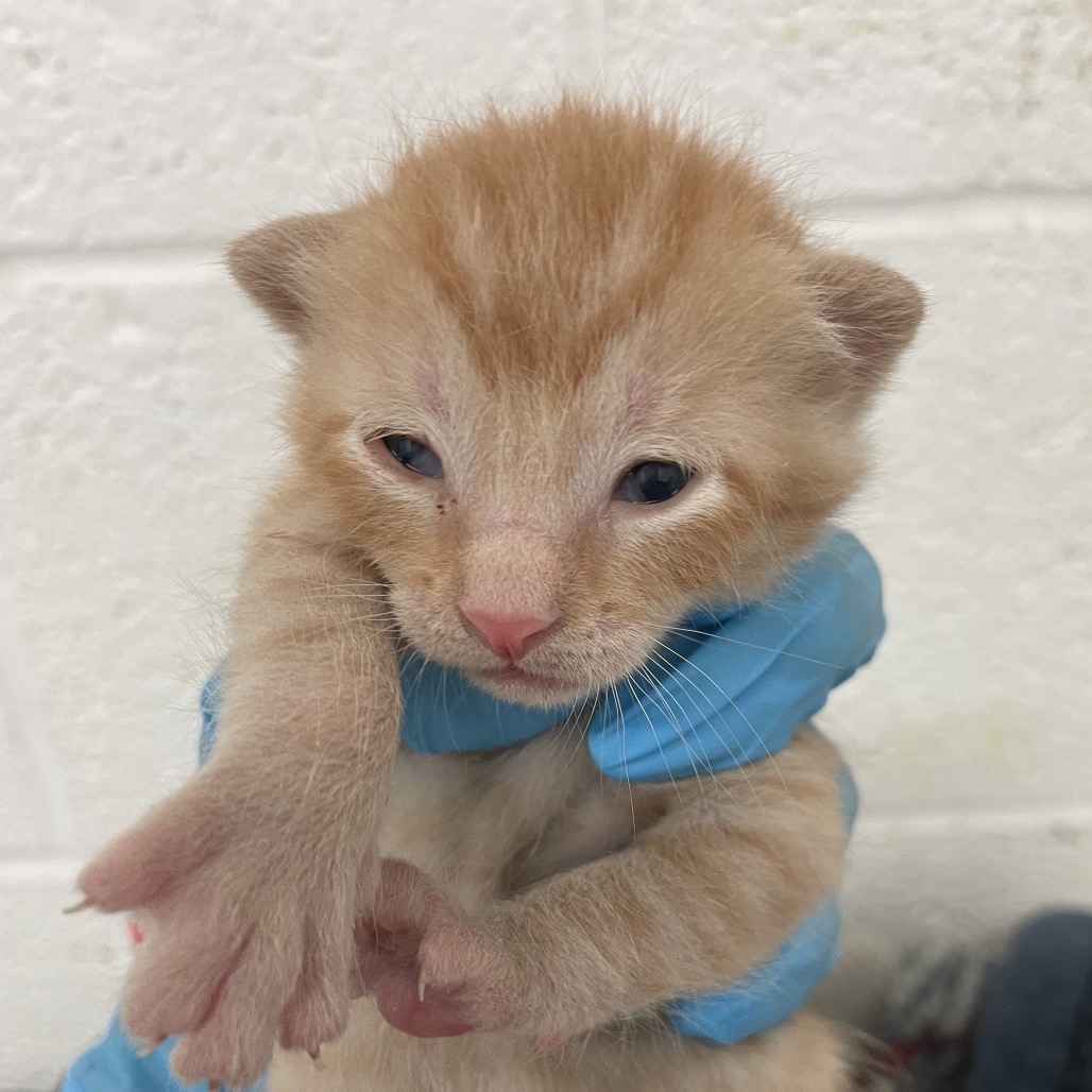 KITTY 2 - Domestic Shorthair available for adoption