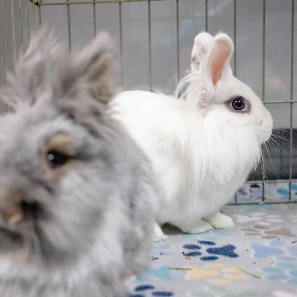 Penny (bonded to Chowder), photo 15