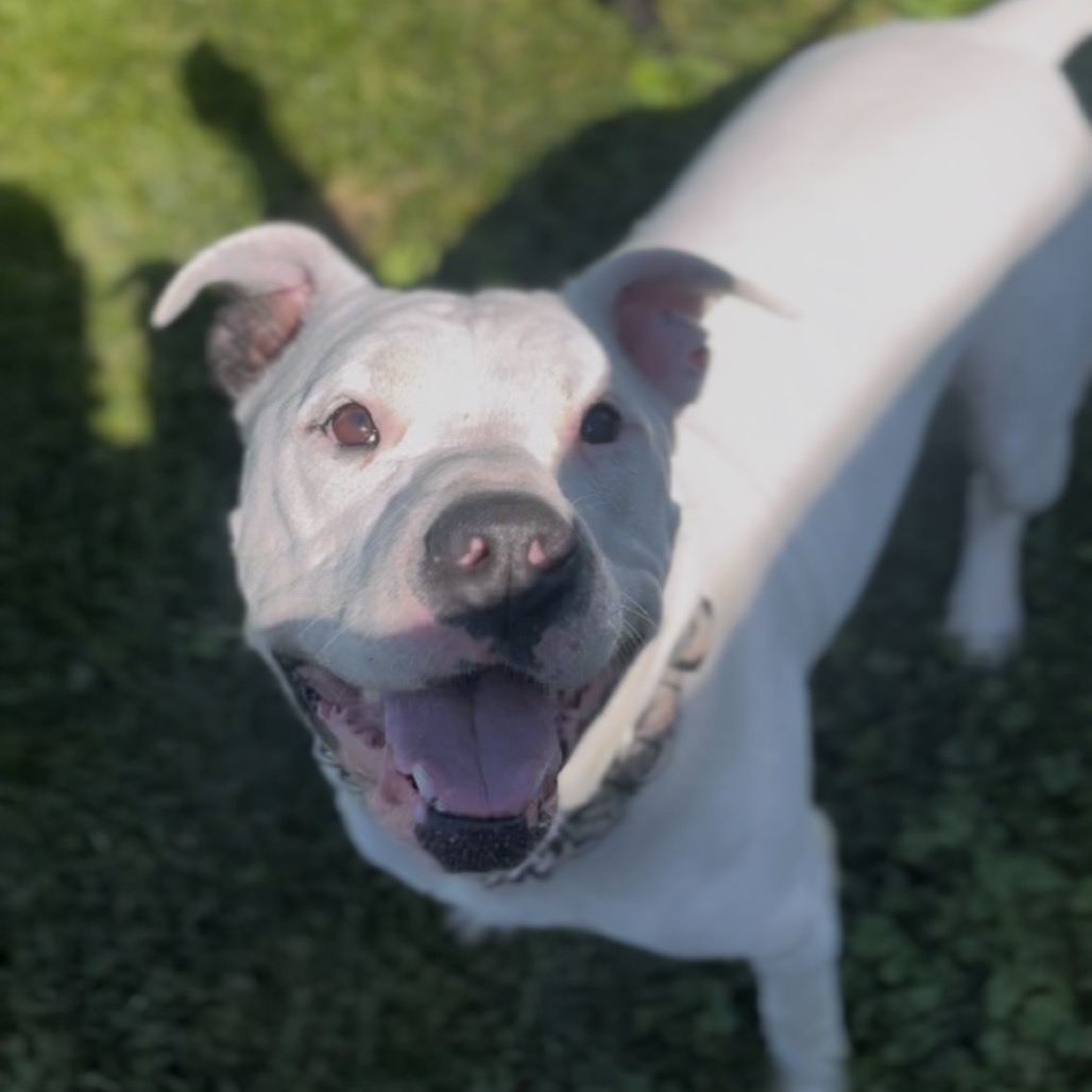 Hank