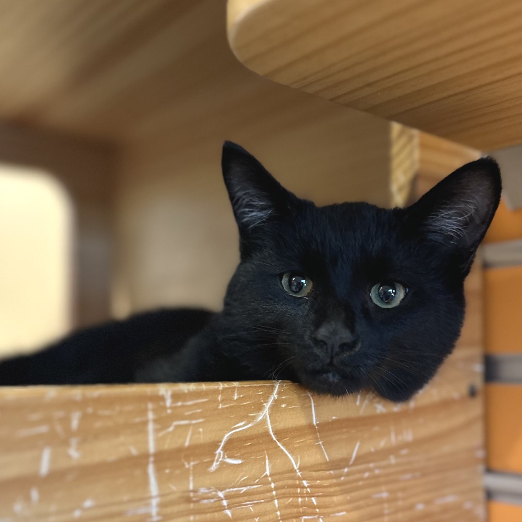 EL TORO LOCO - Domestic Shorthair available for adoption