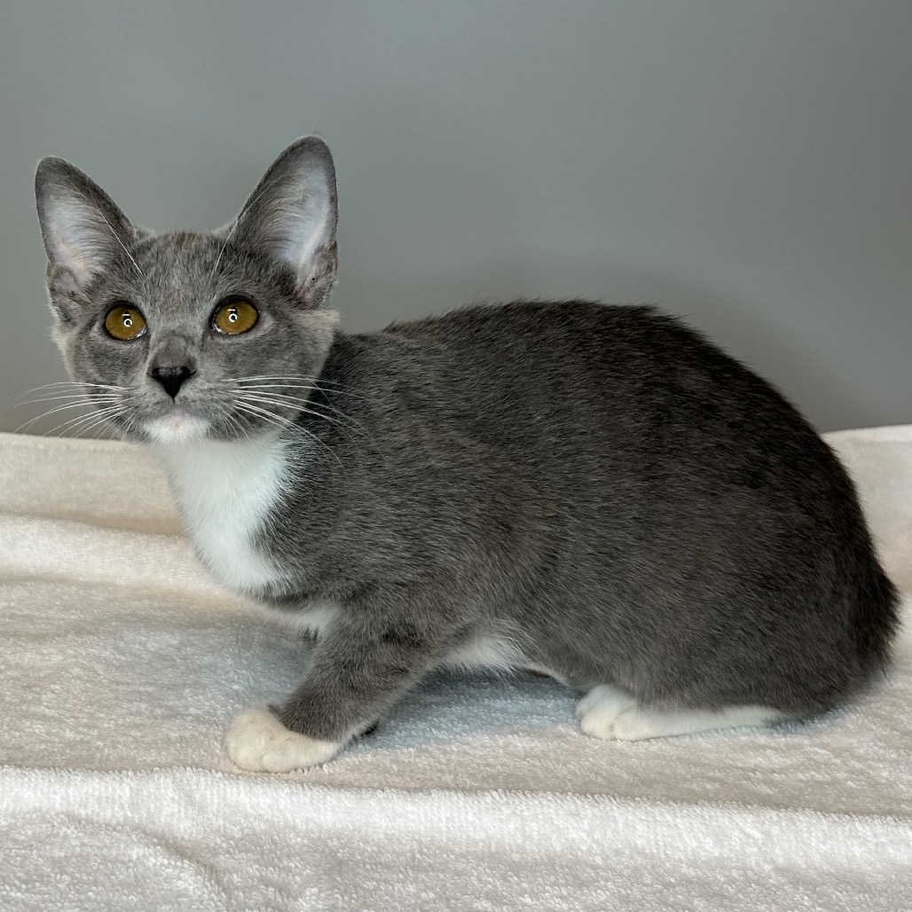 REEF - Domestic Shorthair available for adoption