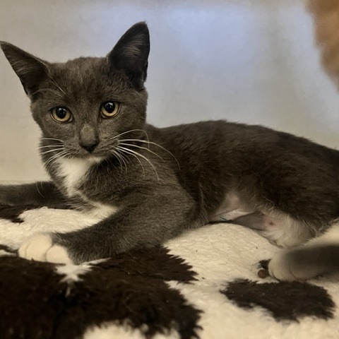 VIOLET VAMP - Domestic Shorthair available for adoption