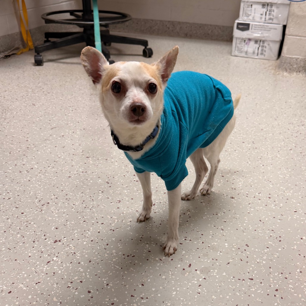 Butterscotch — thumbnail 4