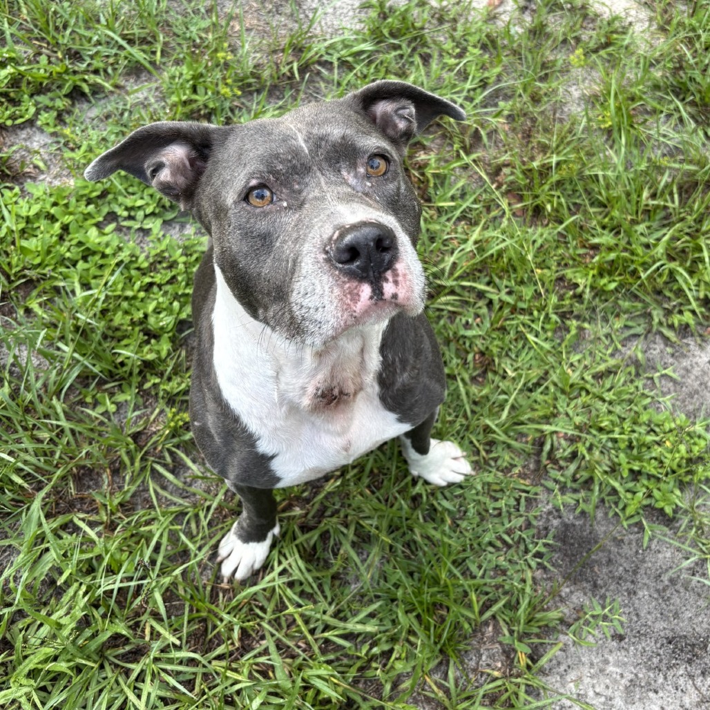 Nova