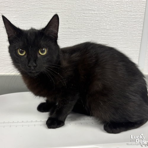 JJ - Domestic Shorthair available for adoption