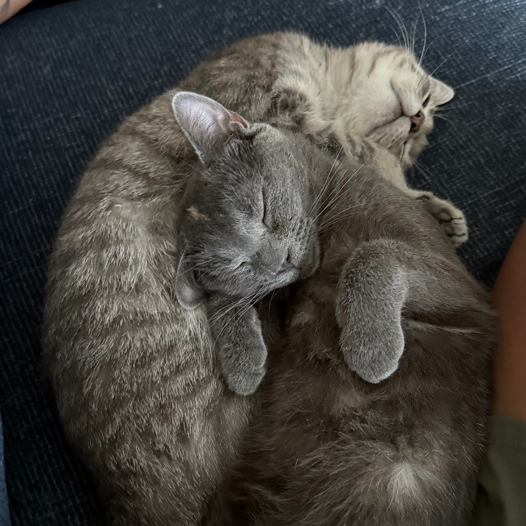 Tulip — thumbnail 4