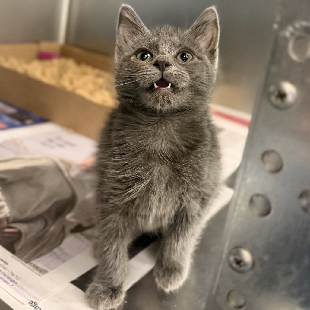 JACKIE - Domestic Medium Hair available for adoption