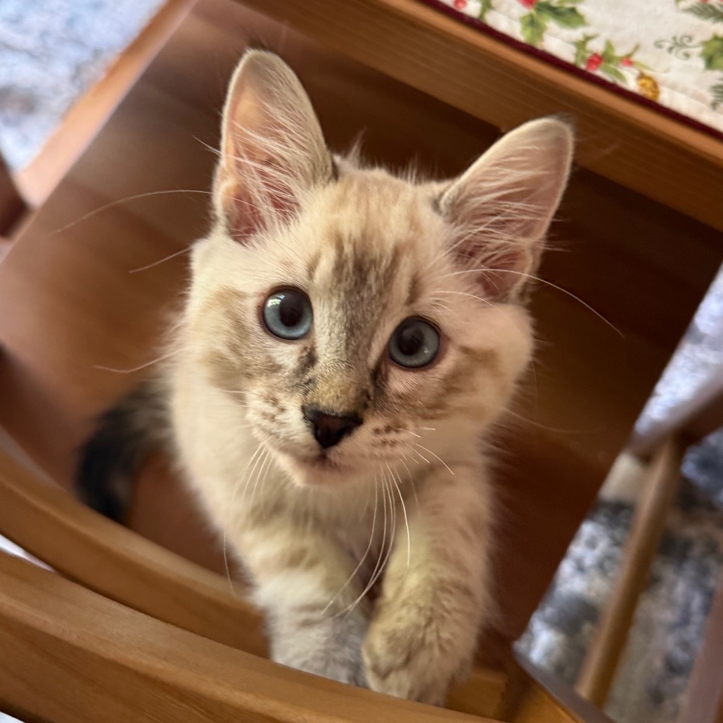 NIMBUS - Domestic Medium Hair available for adoption