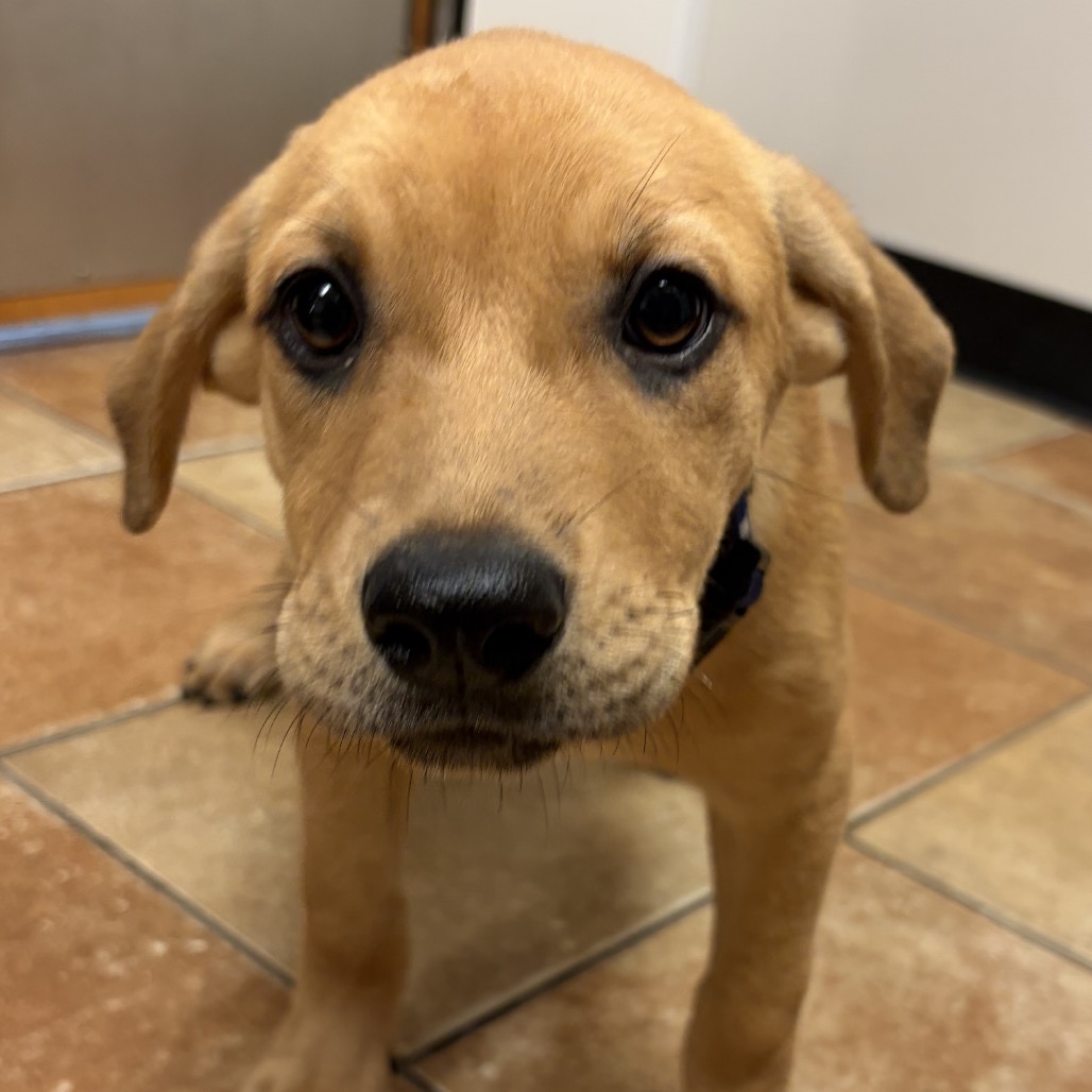 FWT PANDORA - Mixed Breed (Medium) available for adoption