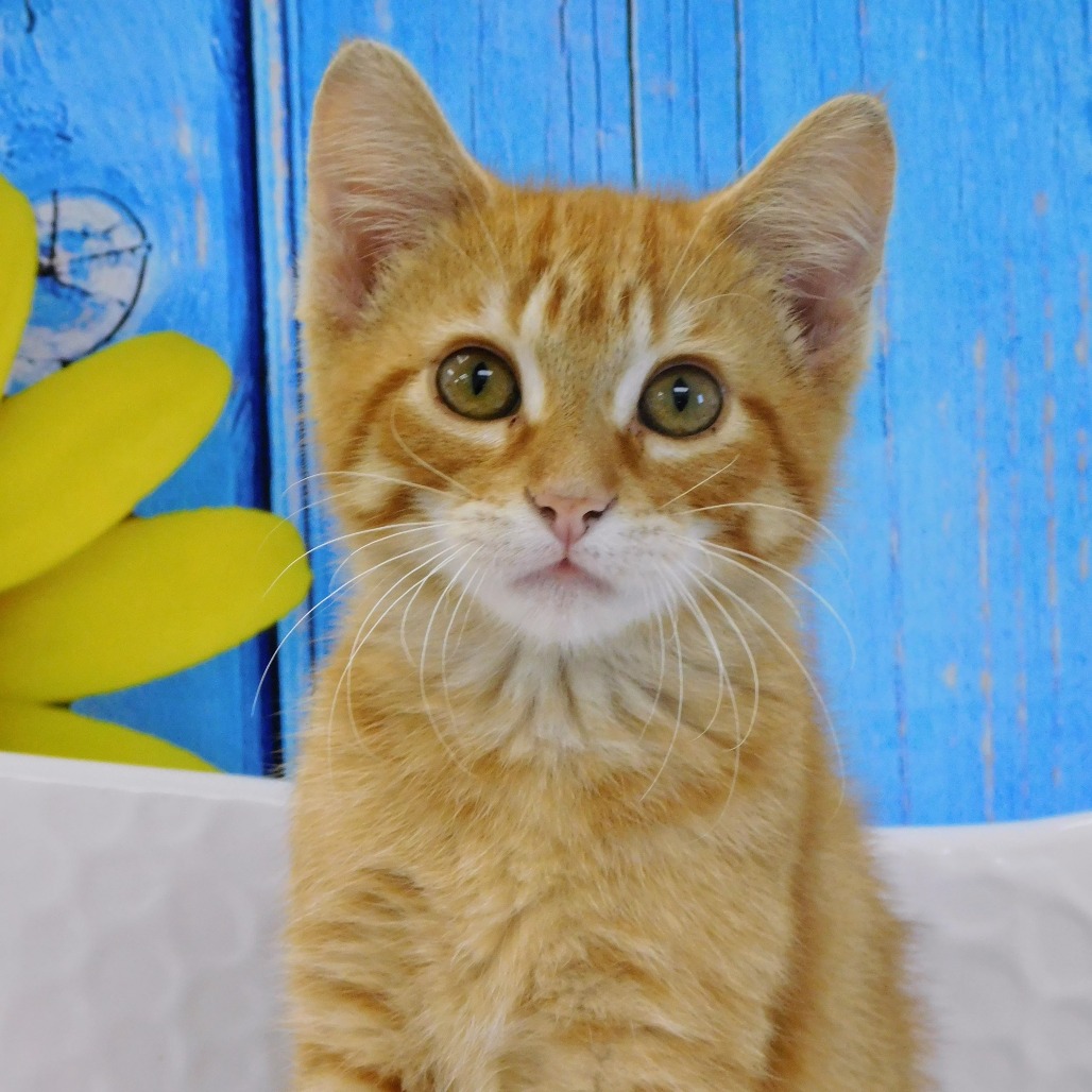 Butterscotch