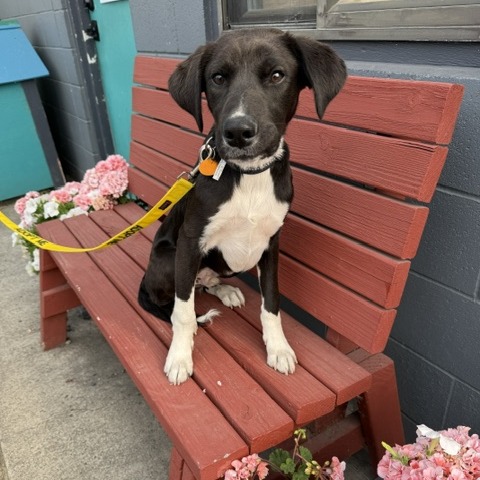 ROY - Mixed Breed (Large) for adoption in Portland