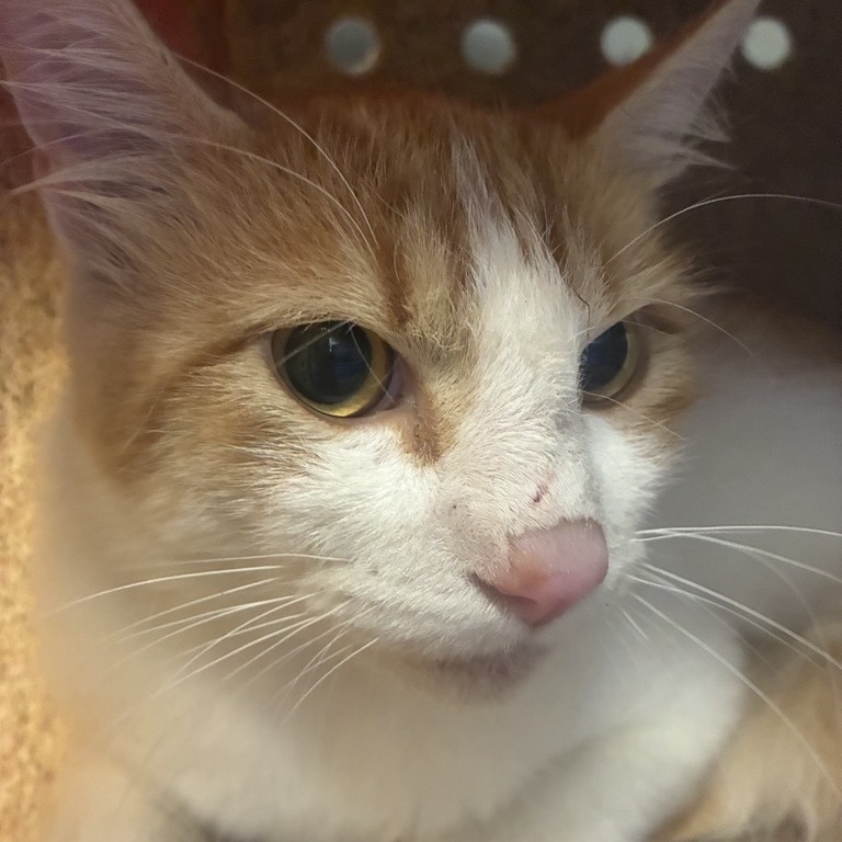 Photo of Working Cat Eeyore