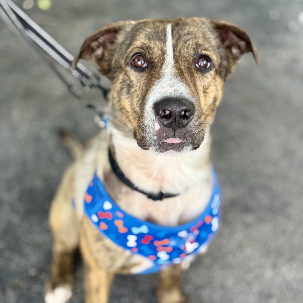 Close-up photo of Coyote