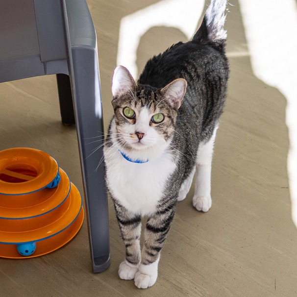 Lucian — thumbnail 3