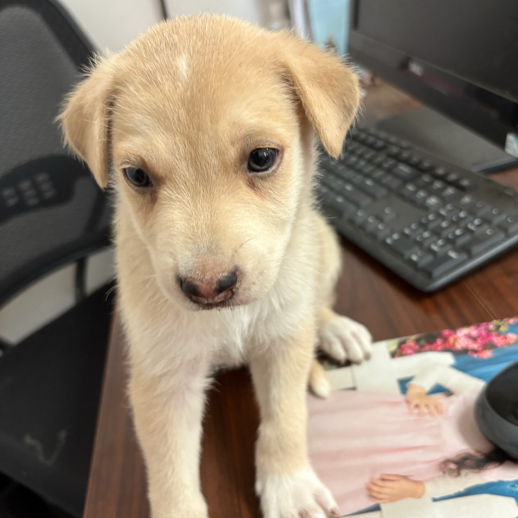 COOP - Shepherd available for adoption