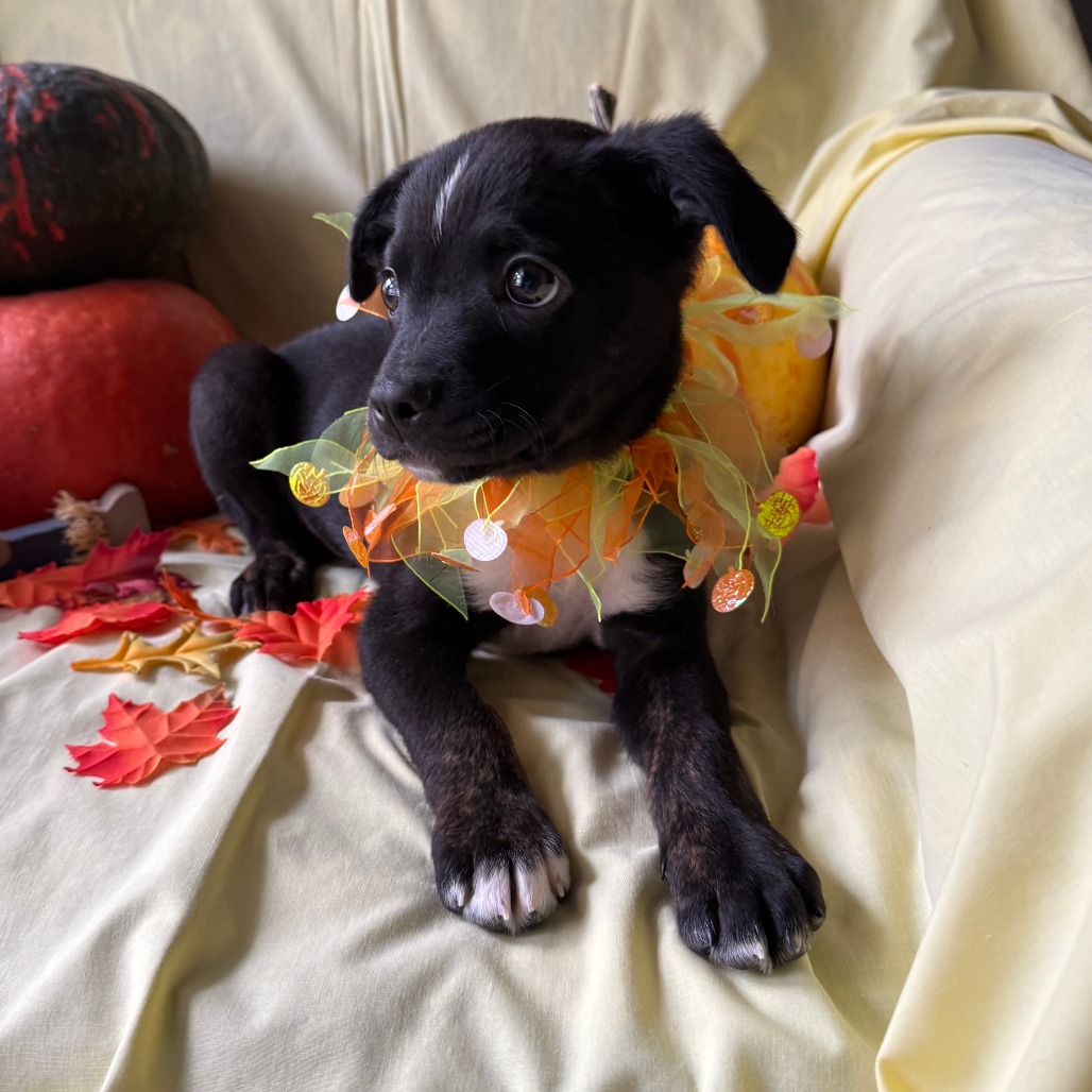 Waylon, photo 6