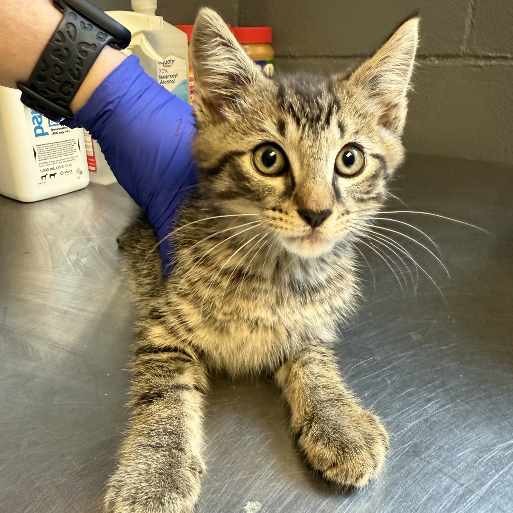 Tusc Stray 84419