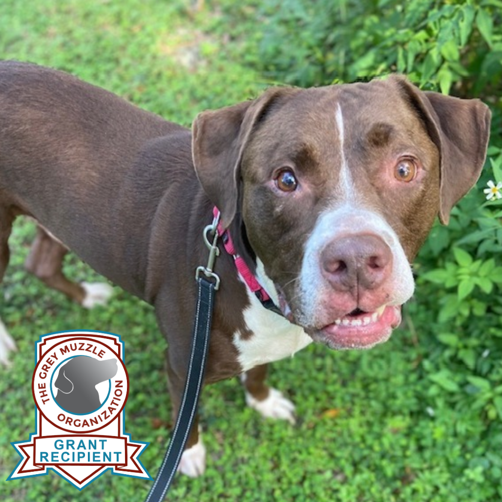 BROWNIE - Mixed Breed (Medium) available for adoption