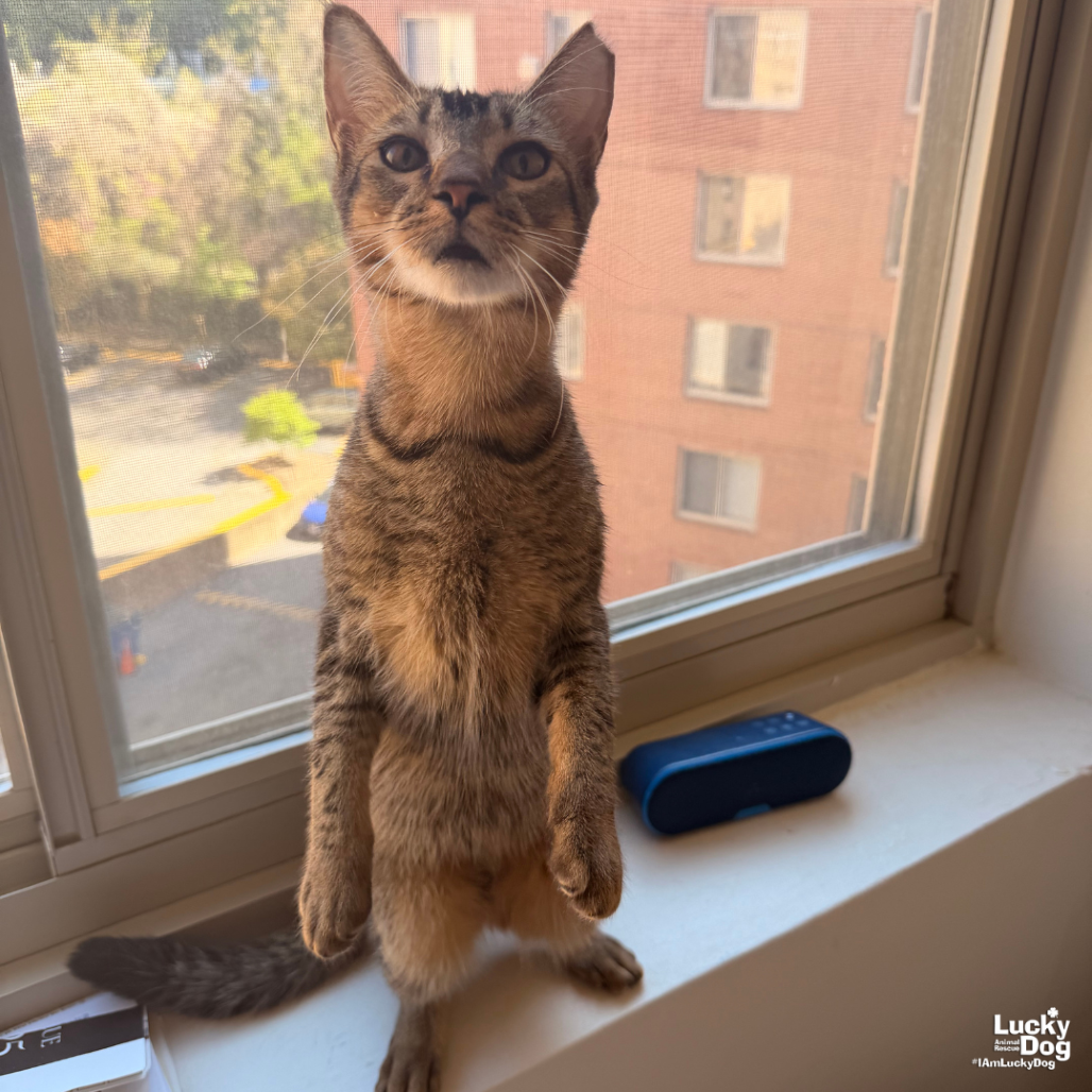 ORRIE - Domestic Shorthair / Domestic Shorthair available for adoption