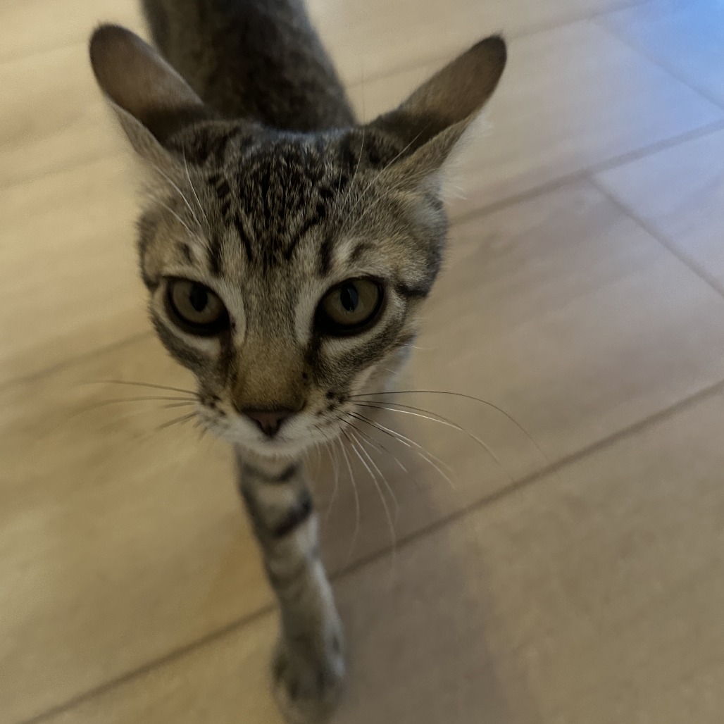 Zoro