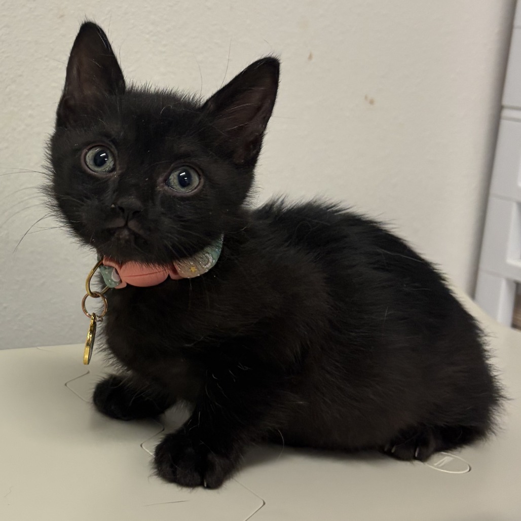 NELLIE N2 - Domestic Shorthair for adoption in Edinburg