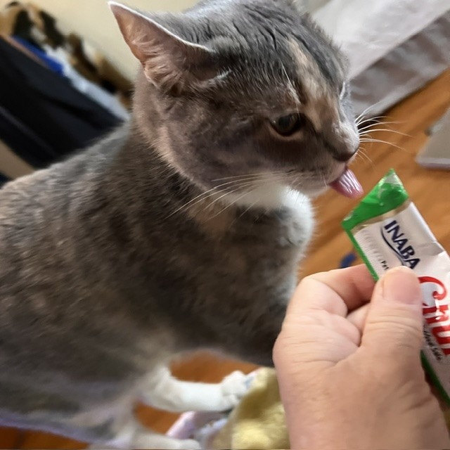 AUNTIE ANNE - Domestic Shorthair for adoption in Baltimore