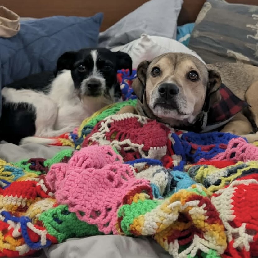 Christian is available for adoption at Take Paws Rescue