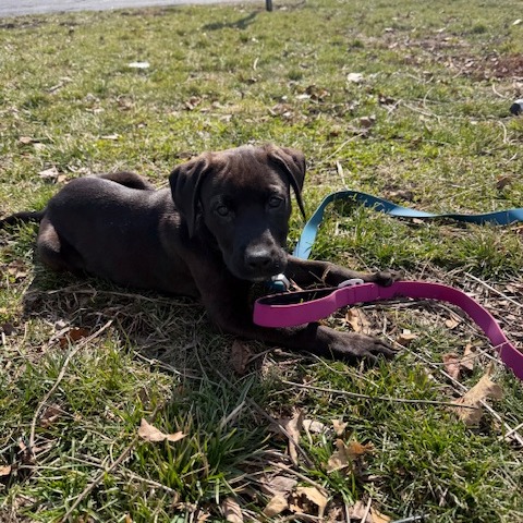 Winston — thumbnail 2