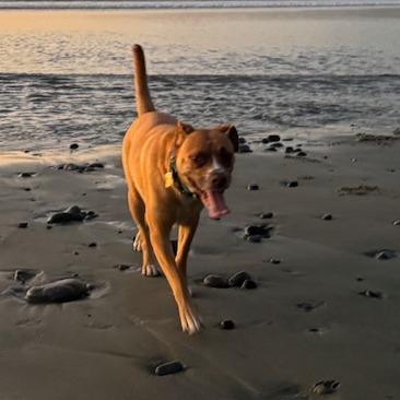 KASHA, photo 32