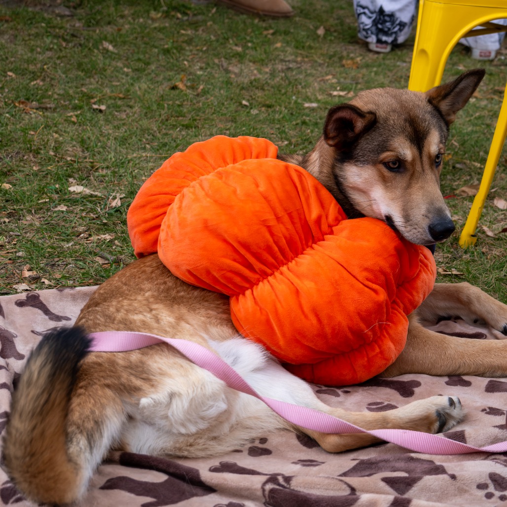 Sarge, photo 14