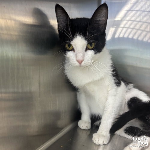 MEEKA - Domestic Shorthair available for adoption