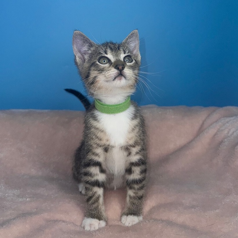TRIP - Domestic Shorthair available for adoption