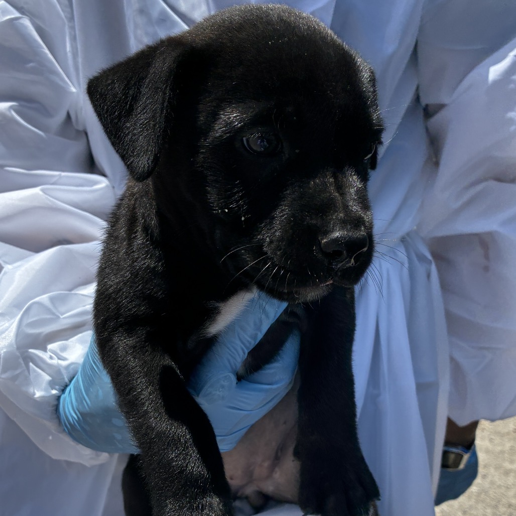 BLACKY - Shepherd / Mix available for adoption