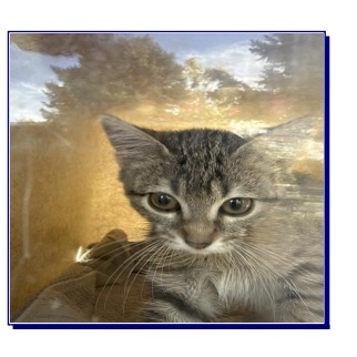 BJ - Domestic Shorthair available for adoption