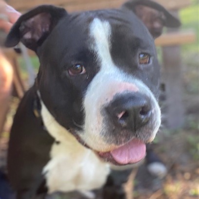 BRIZO - Mixed Breed (Large) available for adoption