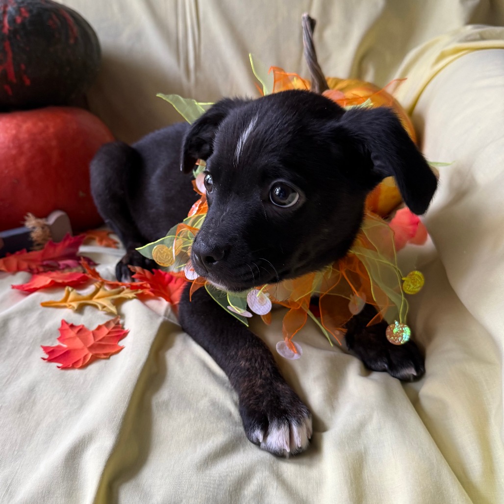 Waylon, photo 8