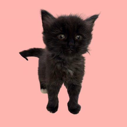 Buttercup
